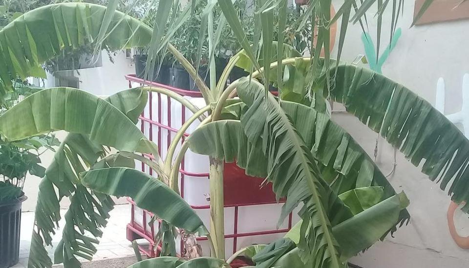 Aruba Backpackers Apartment Ораниестад Екстериор снимка